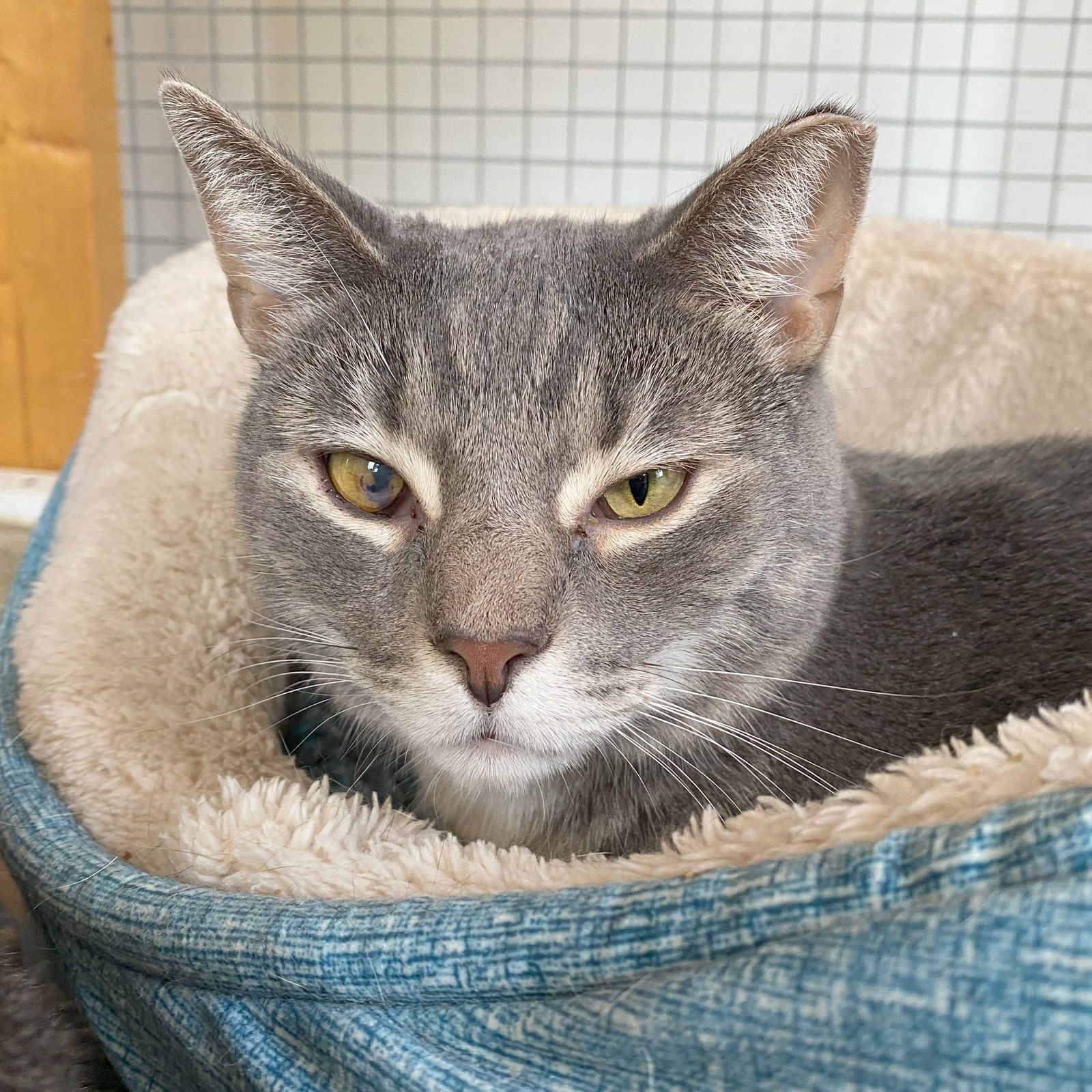 Stoney (Bonded to Greystokes & Stella)