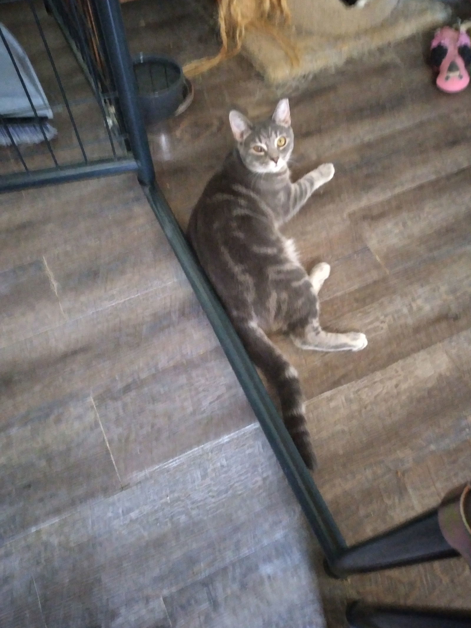 Stoney (Bonded to Greystokes & Stella)