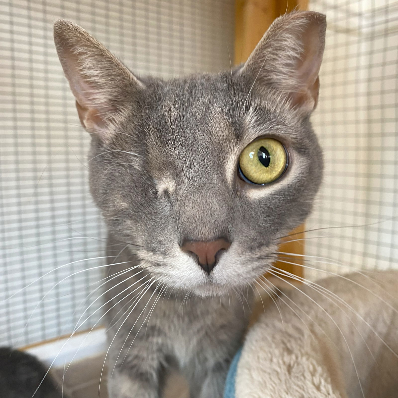 Stella (Bonded to Greystokes & Stoney)