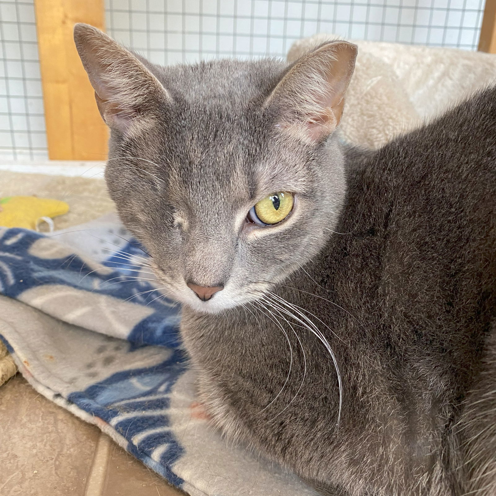 Stella (Bonded to Greystokes & Stoney)