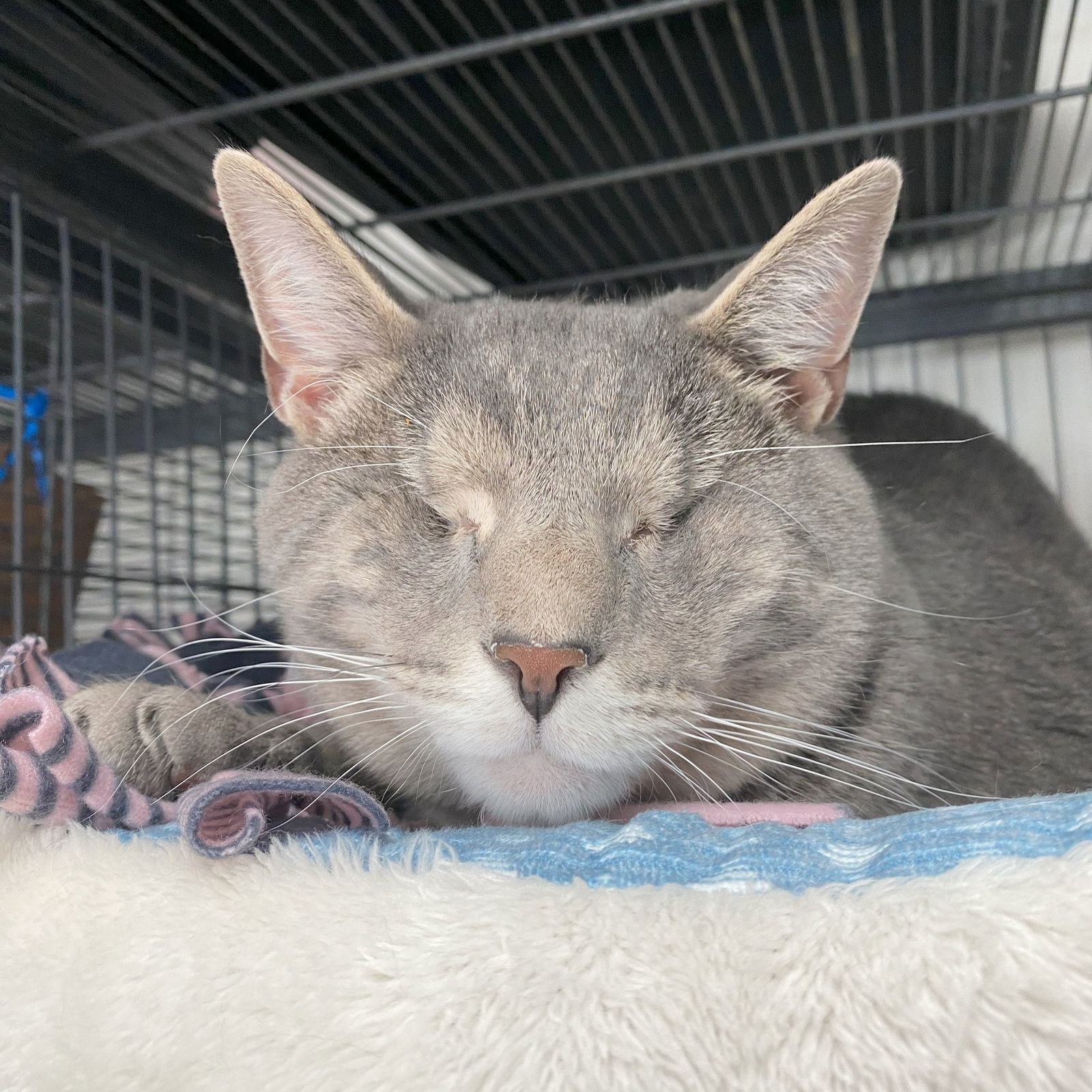 Greystokes (Bonded to Stoney & Stella)