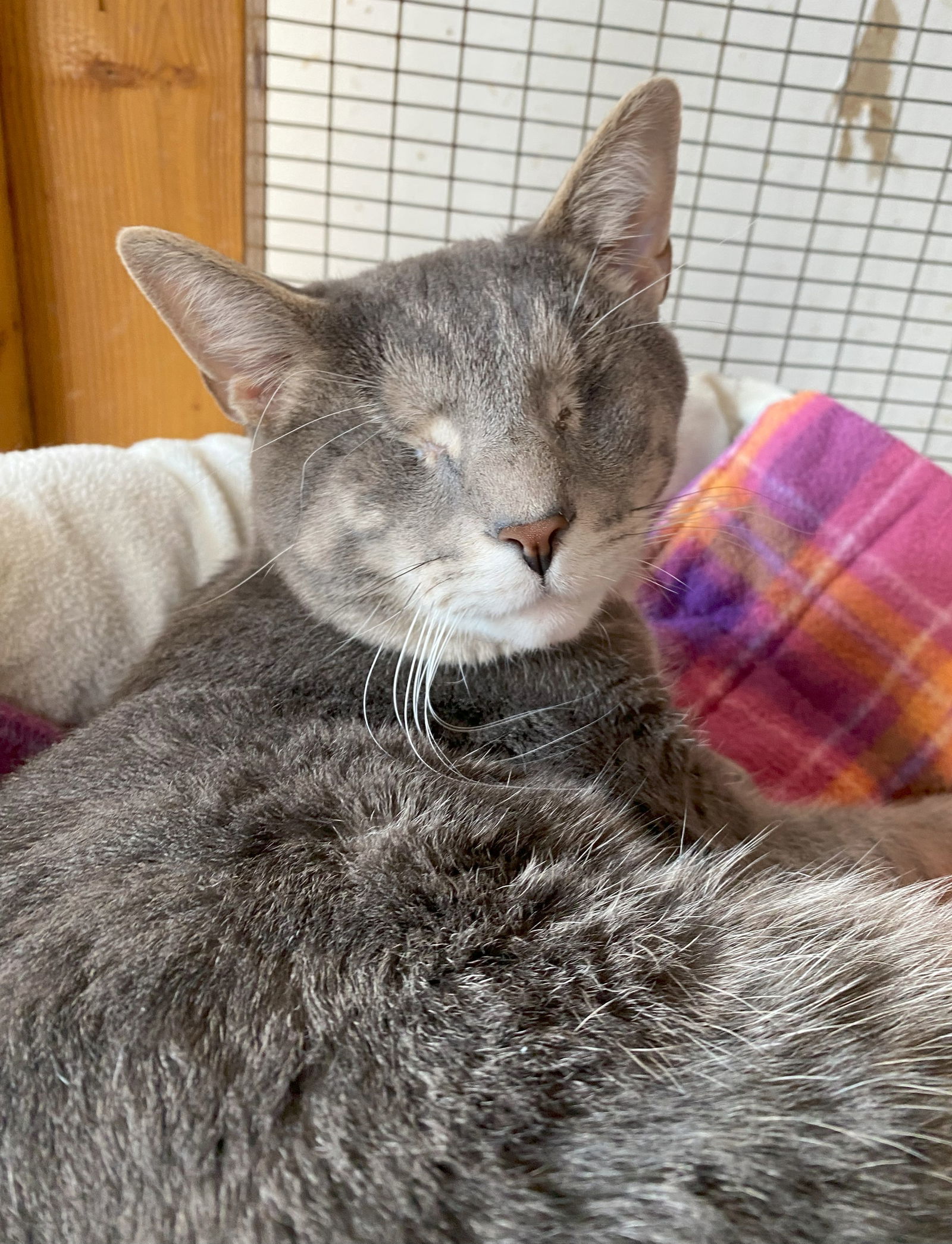 Greystokes (Bonded to Stoney & Stella)