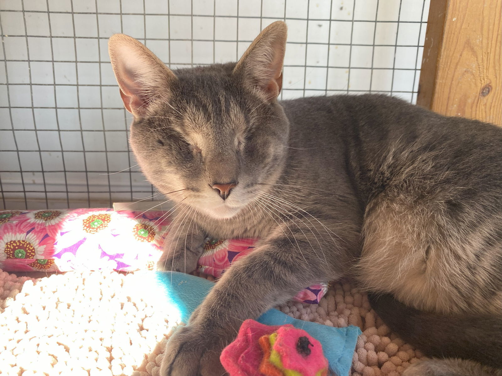 Greystokes (Bonded to Stoney & Stella)