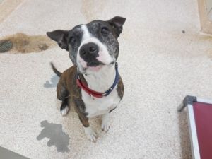 Daria, Adult Female Mixed Breed