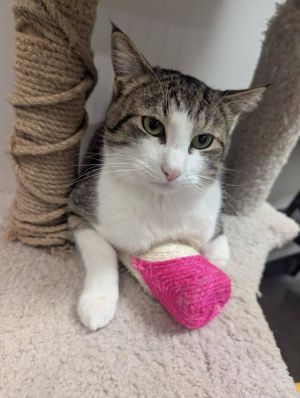 JUNIOR, Young Male Tabby