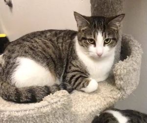 IVY, Young Female Tabby