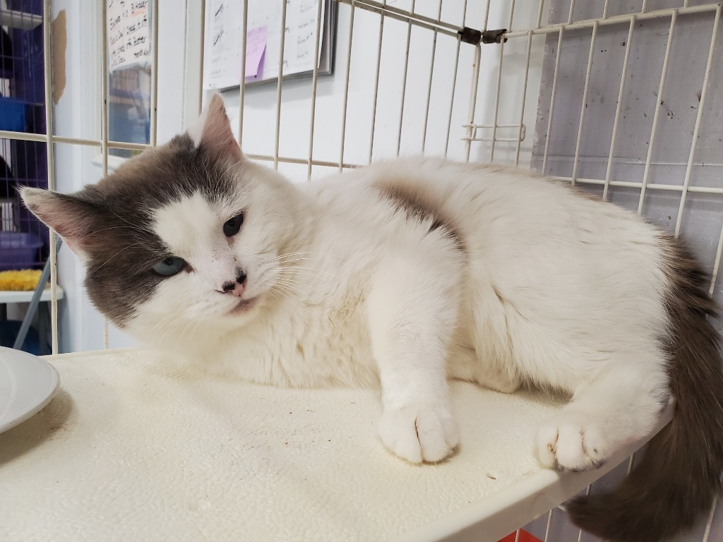 Oliver, an adoptable Snowshoe in Philippi, WV, 26416 | Photo Image 1