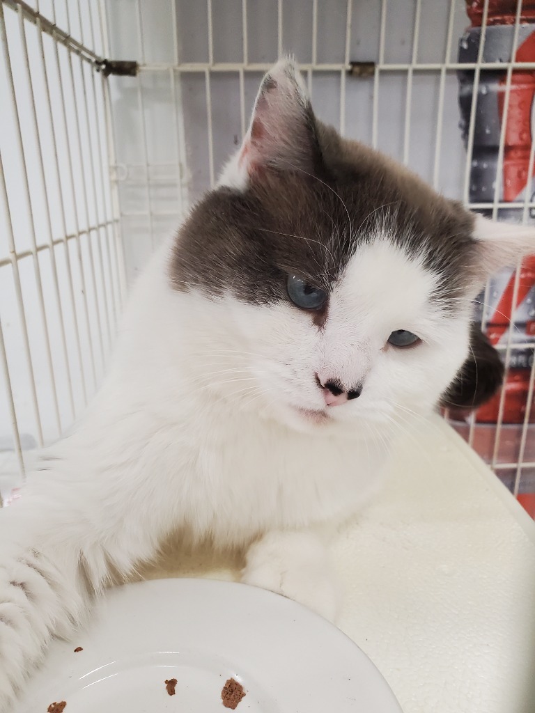 Oliver, an adoptable Snowshoe in Philippi, WV, 26416 | Photo Image 2