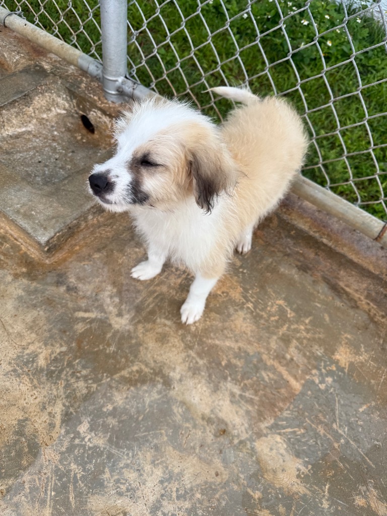 Gordo, an adoptable Labrador Retriever, Shih Tzu in Mangilao, GU, 96923 | Photo Image 2