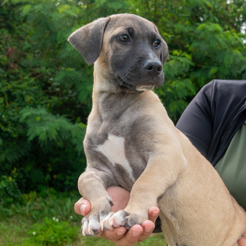 Pancho, an adoptable Labrador Retriever, Shih Tzu in Mangilao, GU, 96923 | Photo Image 1
