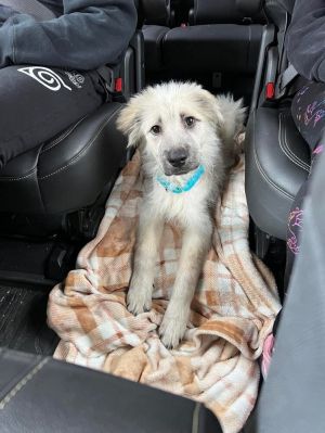 You can fill out an adoption application online on our official websiteSay hello to Bradley an ado