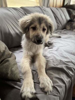 You can fill out an adoption application online on our official websiteMeet Bogie At just 9-10 wee