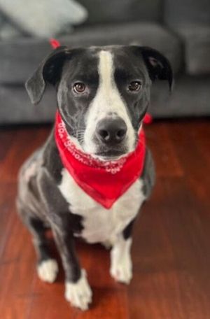 You can fill out an adoption application online on our official websiteCyle TX is a male mixed br