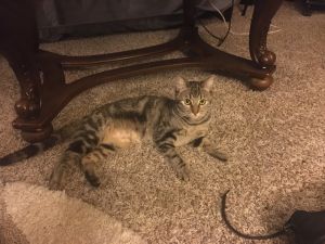 Silver Tiger, Baby Female Domestic Short Hair