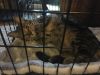 Silver Tiger photo 2
