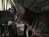 Silver Tiger photo 5