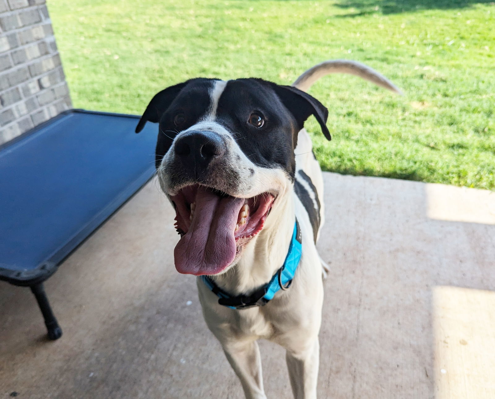 Milo IV (New Digs), an adoptable Bullmastiff in Dallas, TX, 75219 | Photo Image 1