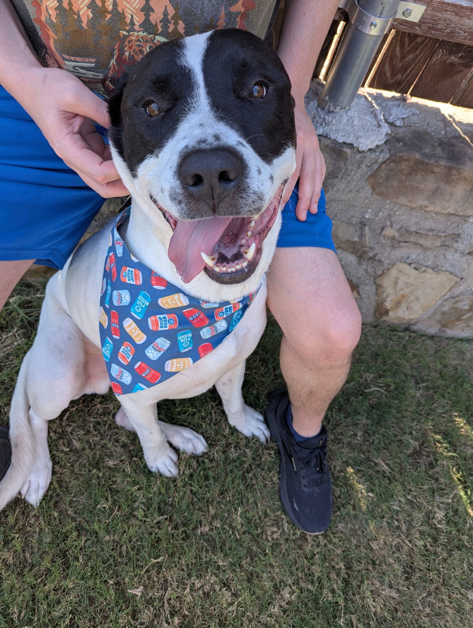 Milo IV (New Digs), an adoptable Bullmastiff in Dallas, TX, 75219 | Photo Image 1