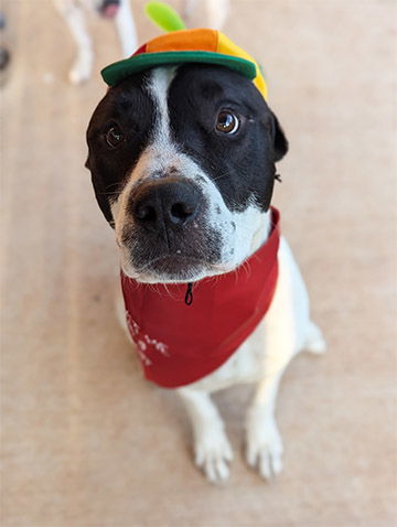 Milo IV (New Digs), an adoptable Bullmastiff in Dallas, TX, 75219 | Photo Image 2