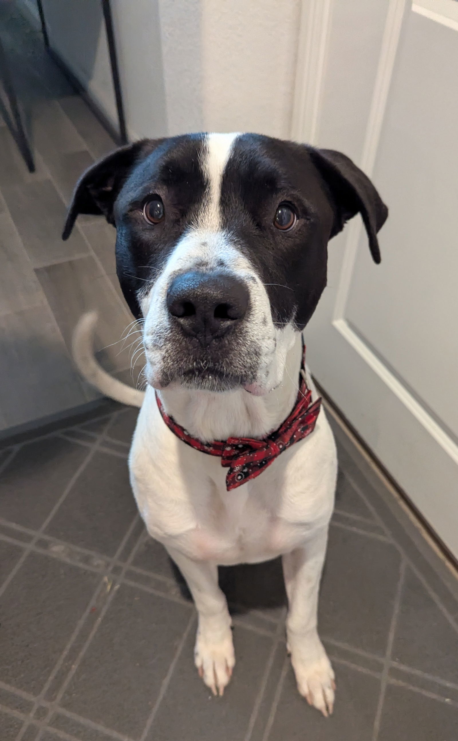 Milo IV (New Digs), an adoptable Bullmastiff in Dallas, TX, 75219 | Photo Image 3