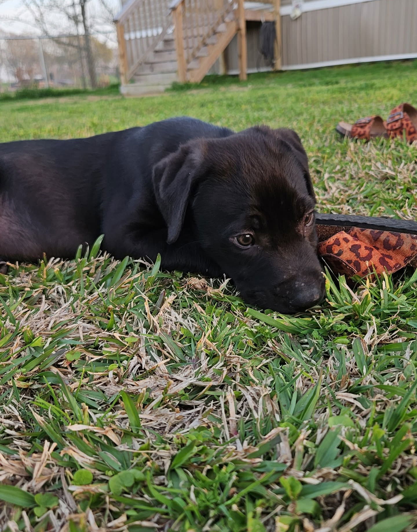 Kash - Awesome Pup!