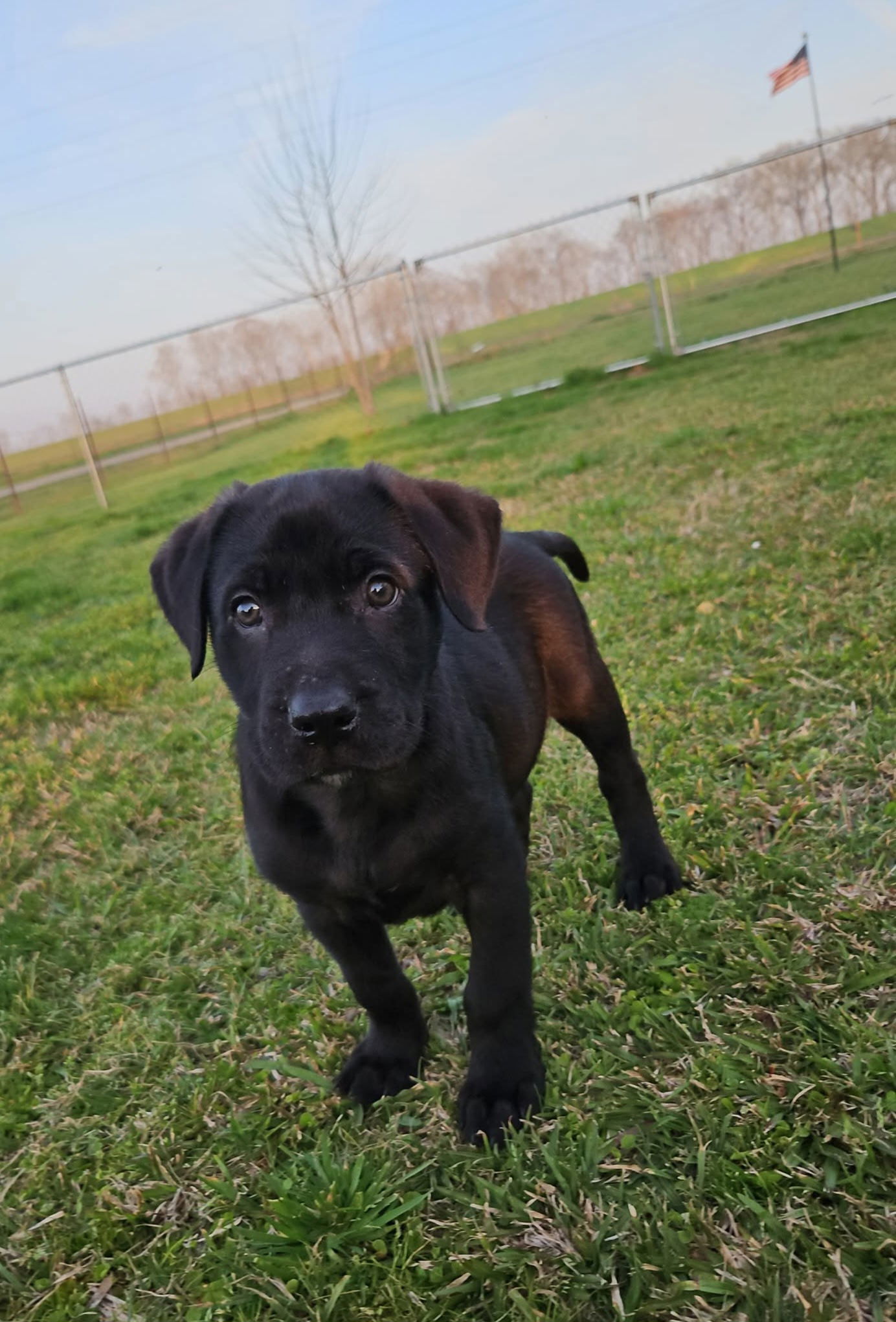 Kash - Awesome Pup!