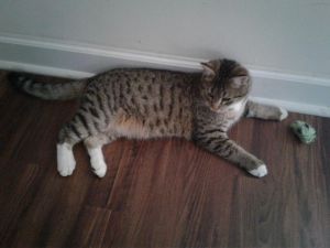Indiana, Baby Male Domestic Short Hair