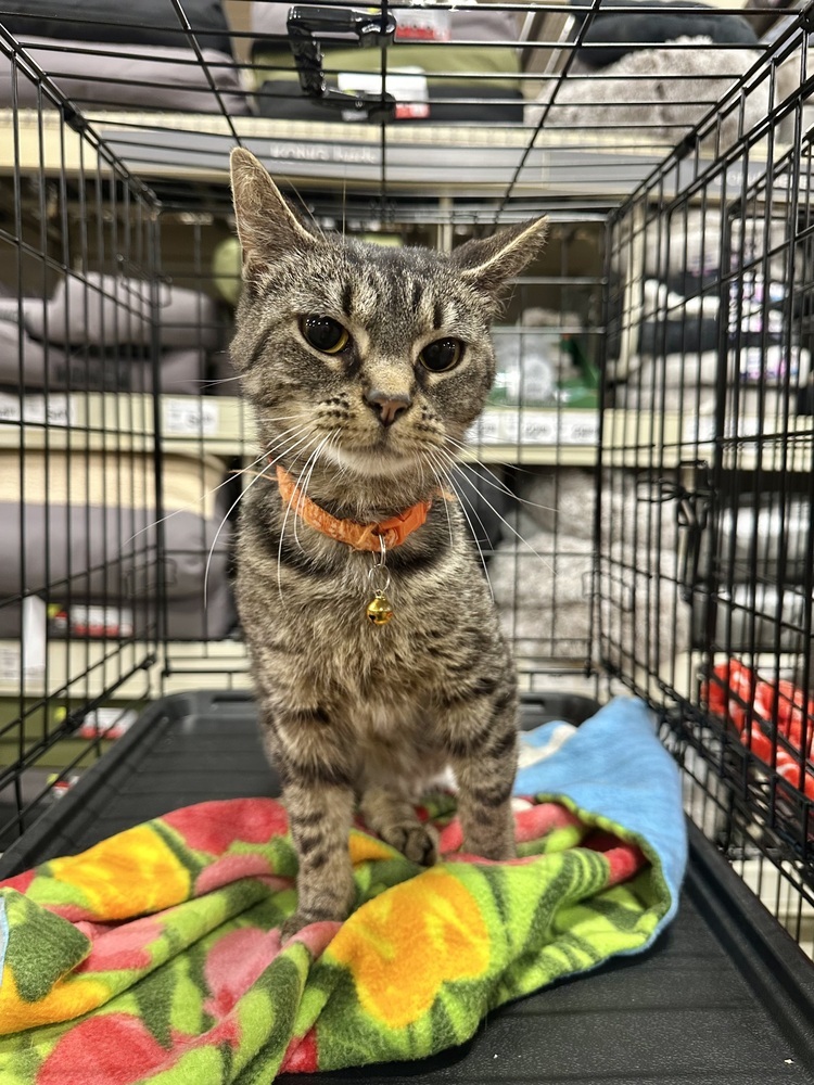 Violet Kitty
