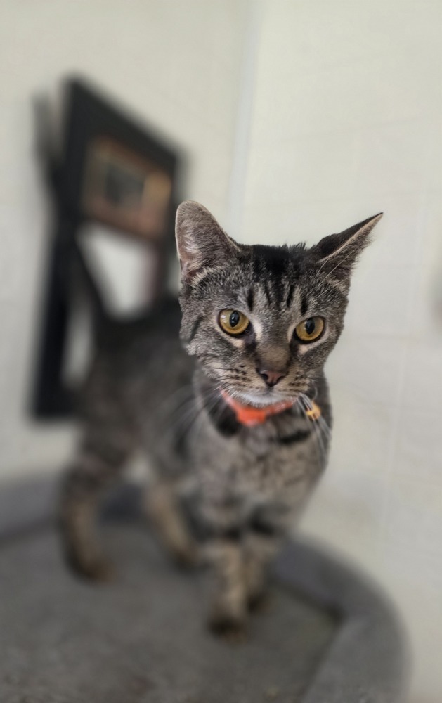 Violet Kitty
