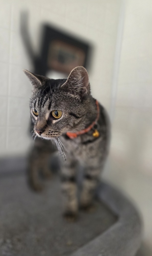 Violet Kitty