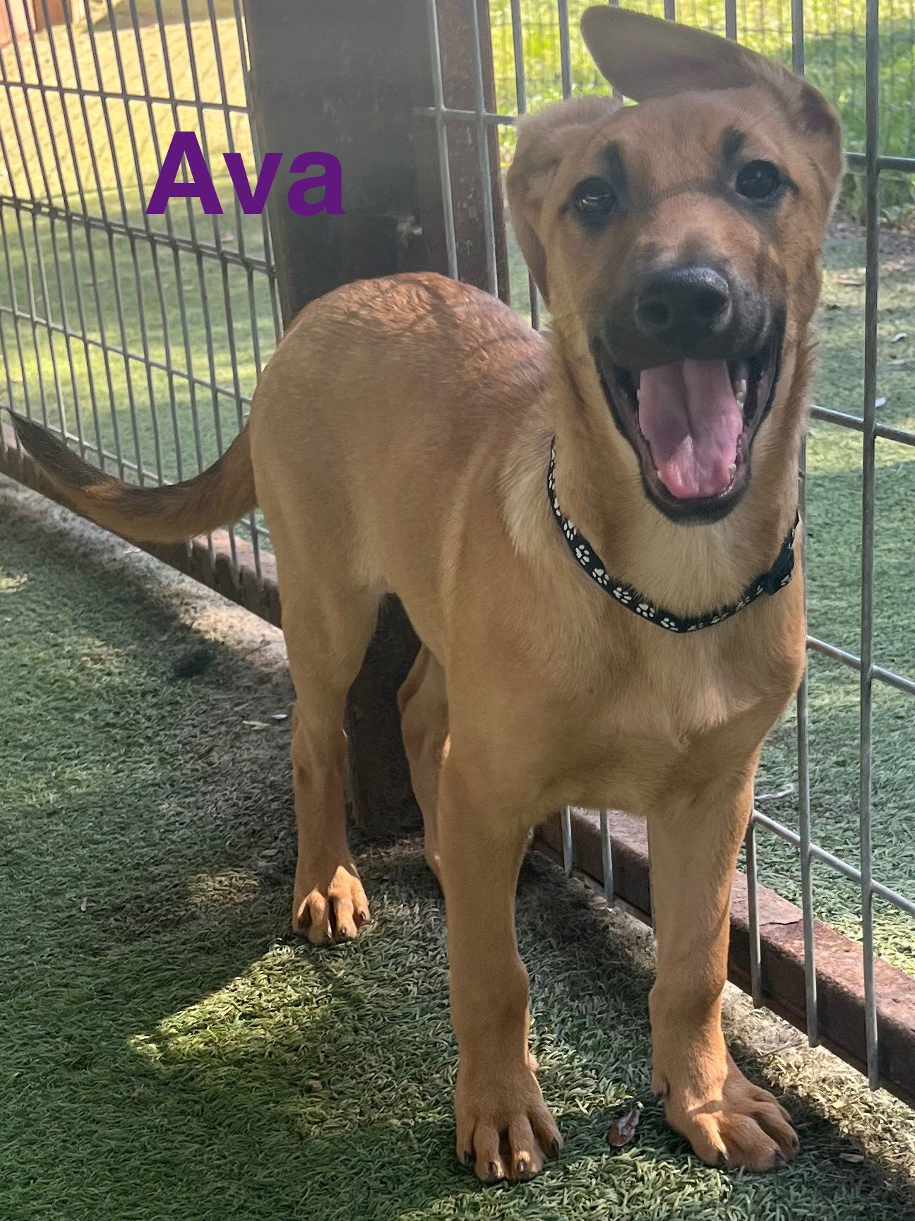 Ava, an adoptable German Shepherd Dog, Vizsla in Pipe Creek, TX, 78063 | Photo Image 1