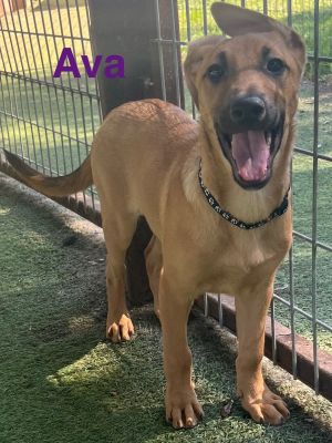 Ava, Young Female unknown