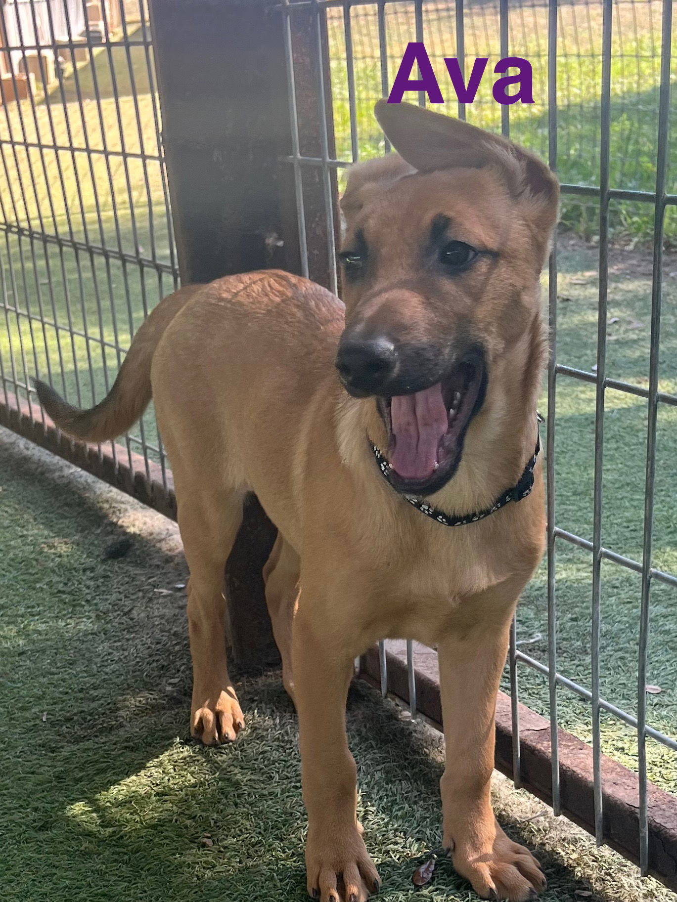 Ava, an adoptable German Shepherd Dog, Vizsla in Pipe Creek, TX, 78063 | Photo Image 2