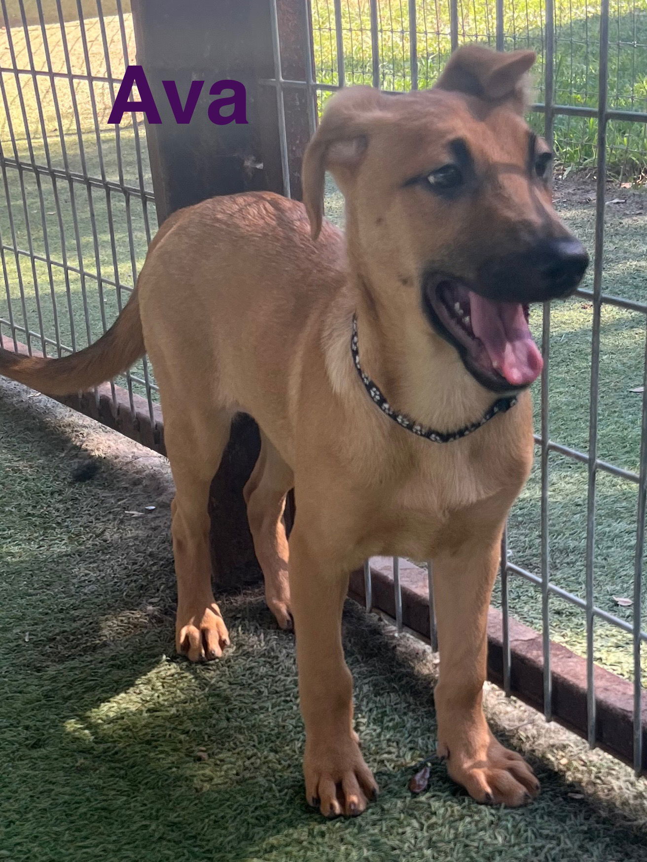 Ava, an adoptable German Shepherd Dog, Vizsla in Pipe Creek, TX, 78063 | Photo Image 3