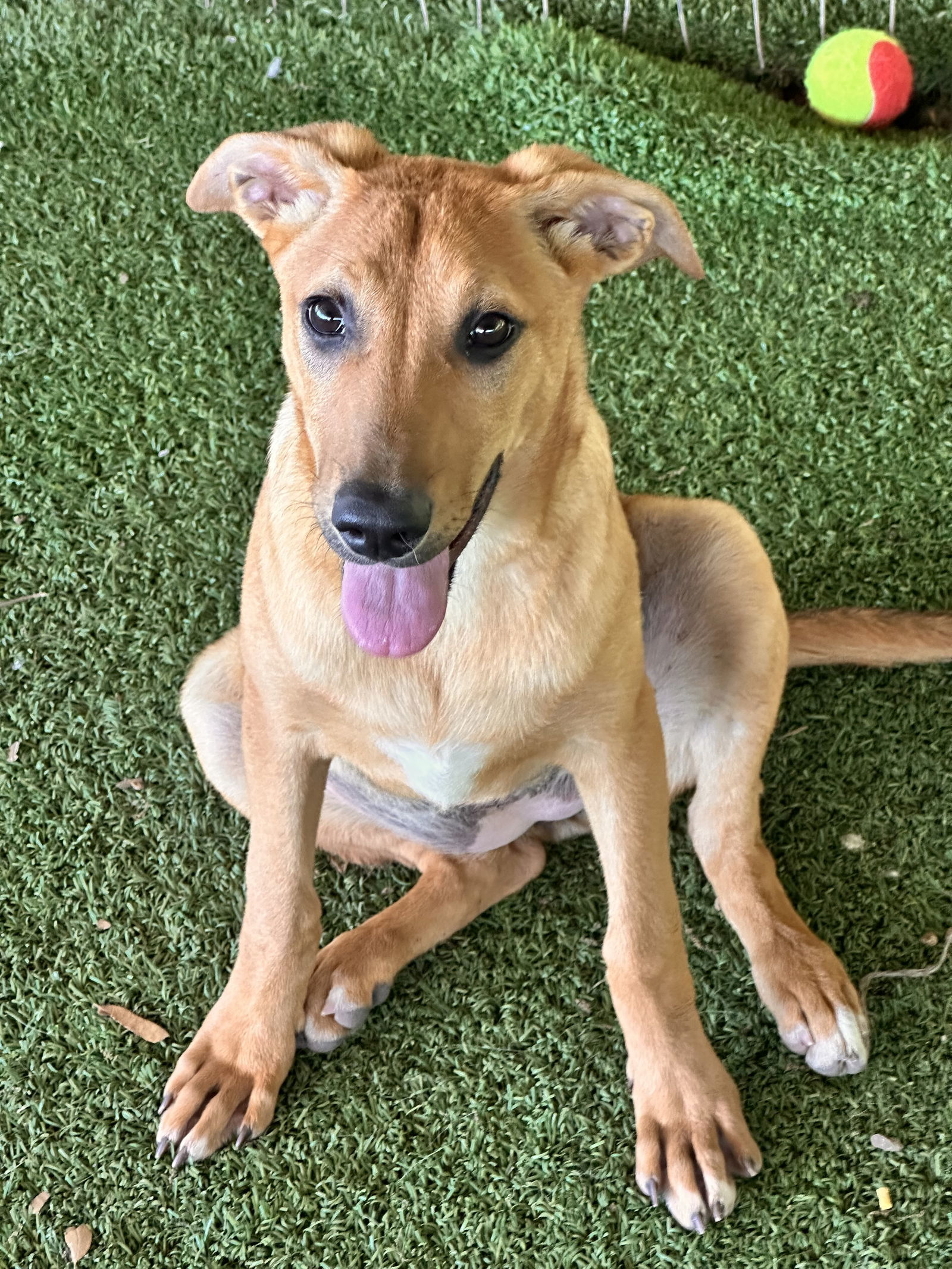 Anna, an adoptable German Shepherd Dog, Vizsla in Pipe Creek, TX, 78063 | Photo Image 1