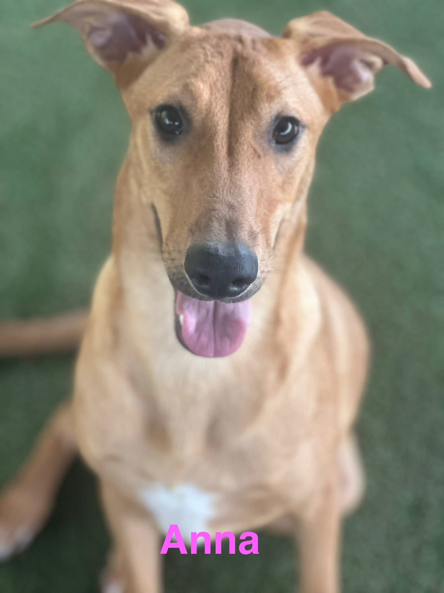 Anna, an adoptable German Shepherd Dog, Vizsla in Pipe Creek, TX, 78063 | Photo Image 1