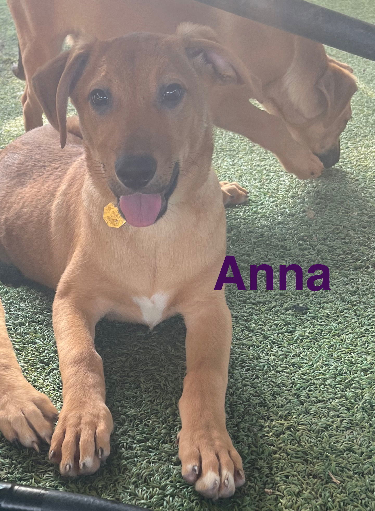 Anna, an adoptable German Shepherd Dog, Vizsla in Pipe Creek, TX, 78063 | Photo Image 2