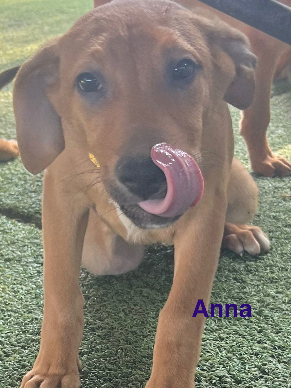 Anna, an adoptable German Shepherd Dog, Vizsla in Pipe Creek, TX, 78063 | Photo Image 3