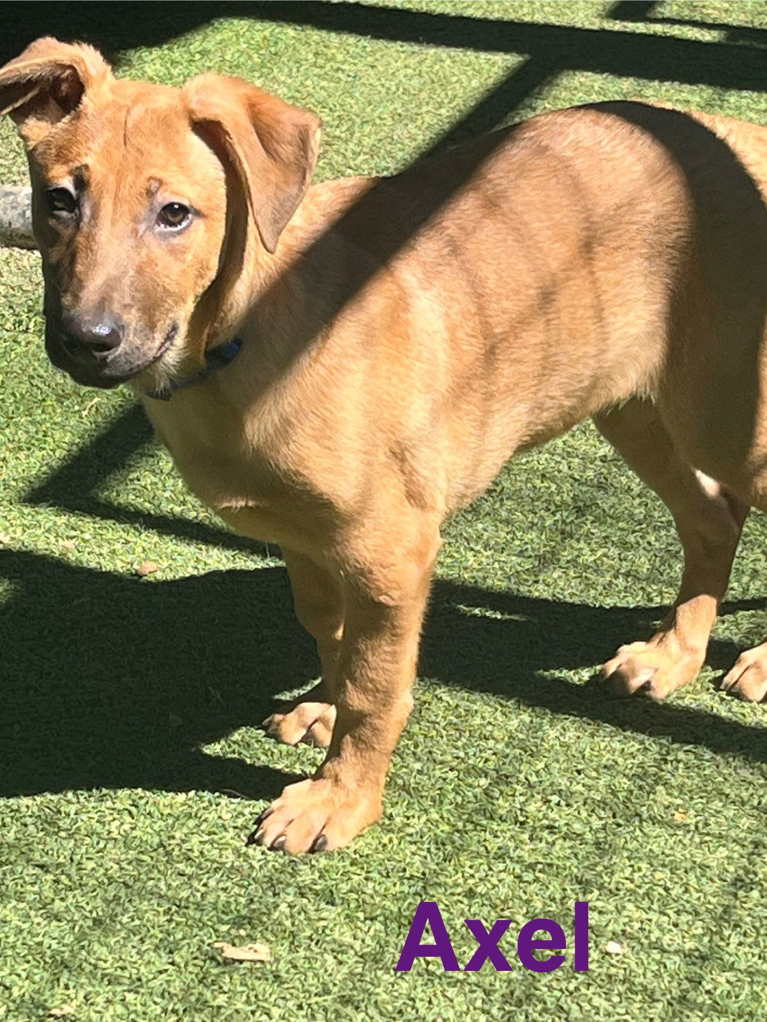 Axel, an adoptable German Shepherd Dog, Vizsla in Pipe Creek, TX, 78063 | Photo Image 1