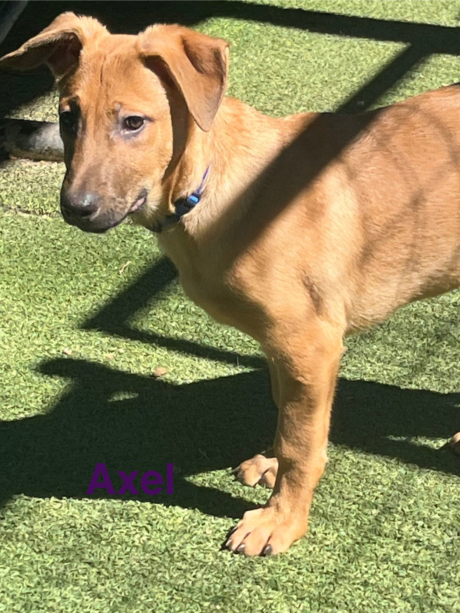 Axel, an adoptable German Shepherd Dog, Vizsla in Pipe Creek, TX, 78063 | Photo Image 2