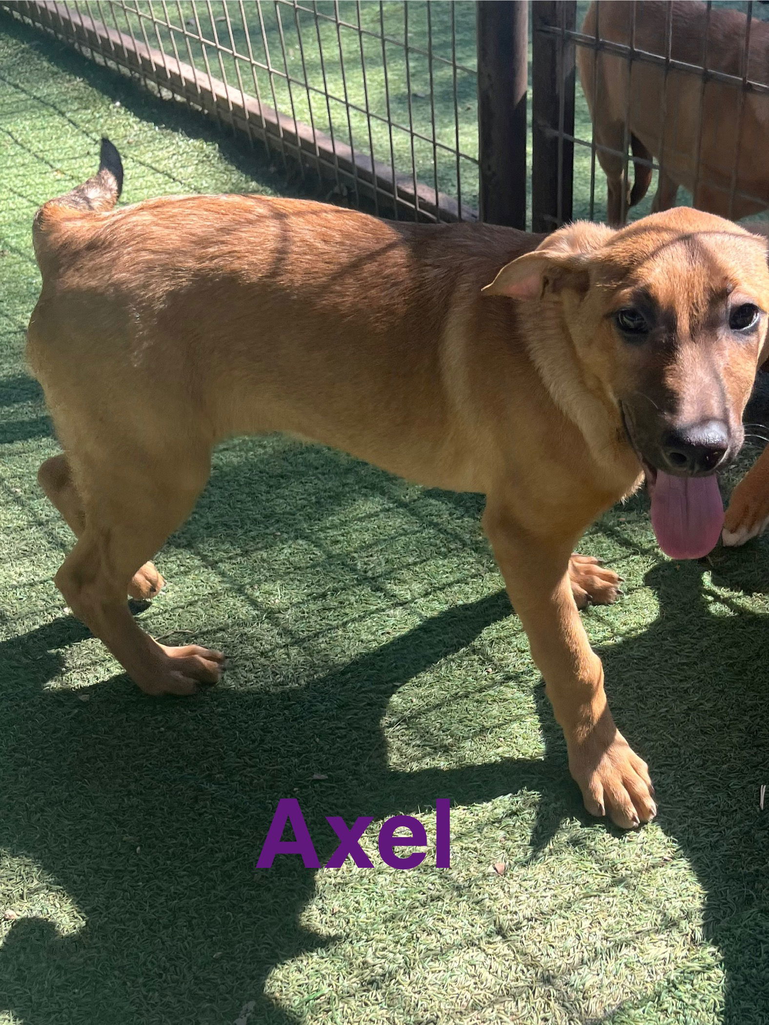 Axel, an adoptable German Shepherd Dog, Vizsla in Pipe Creek, TX, 78063 | Photo Image 3