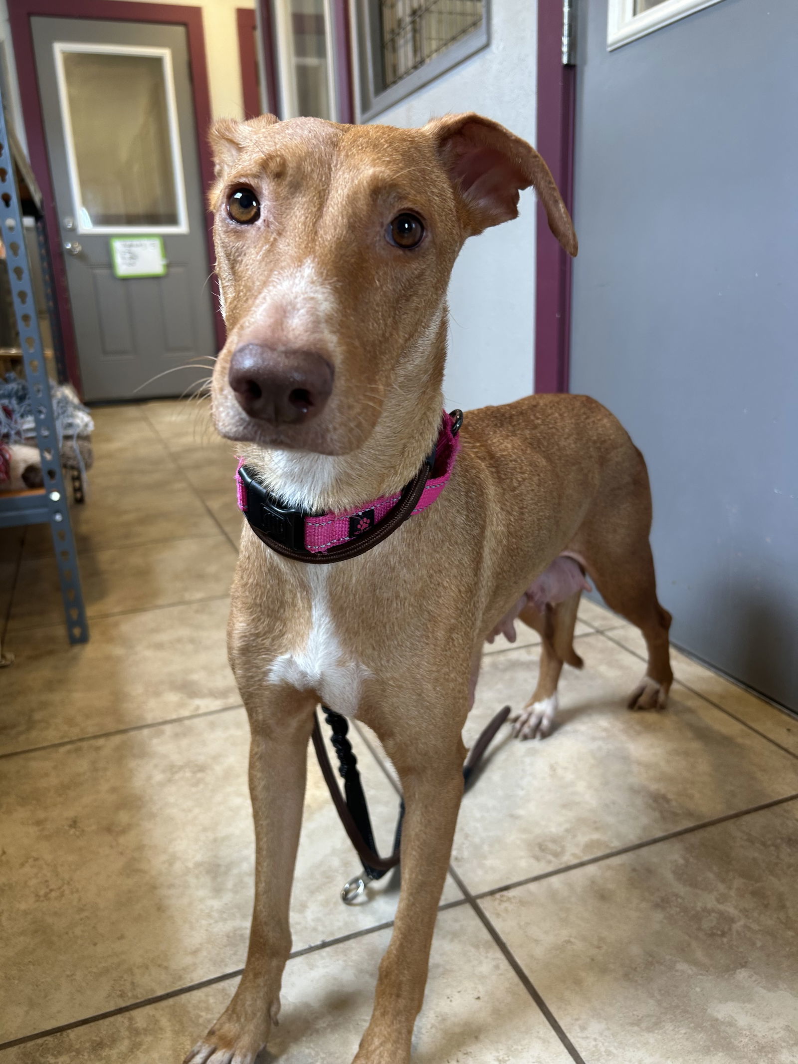 Athena, an adoptable Vizsla, Retriever in Pipe Creek, TX, 78063 | Photo Image 1