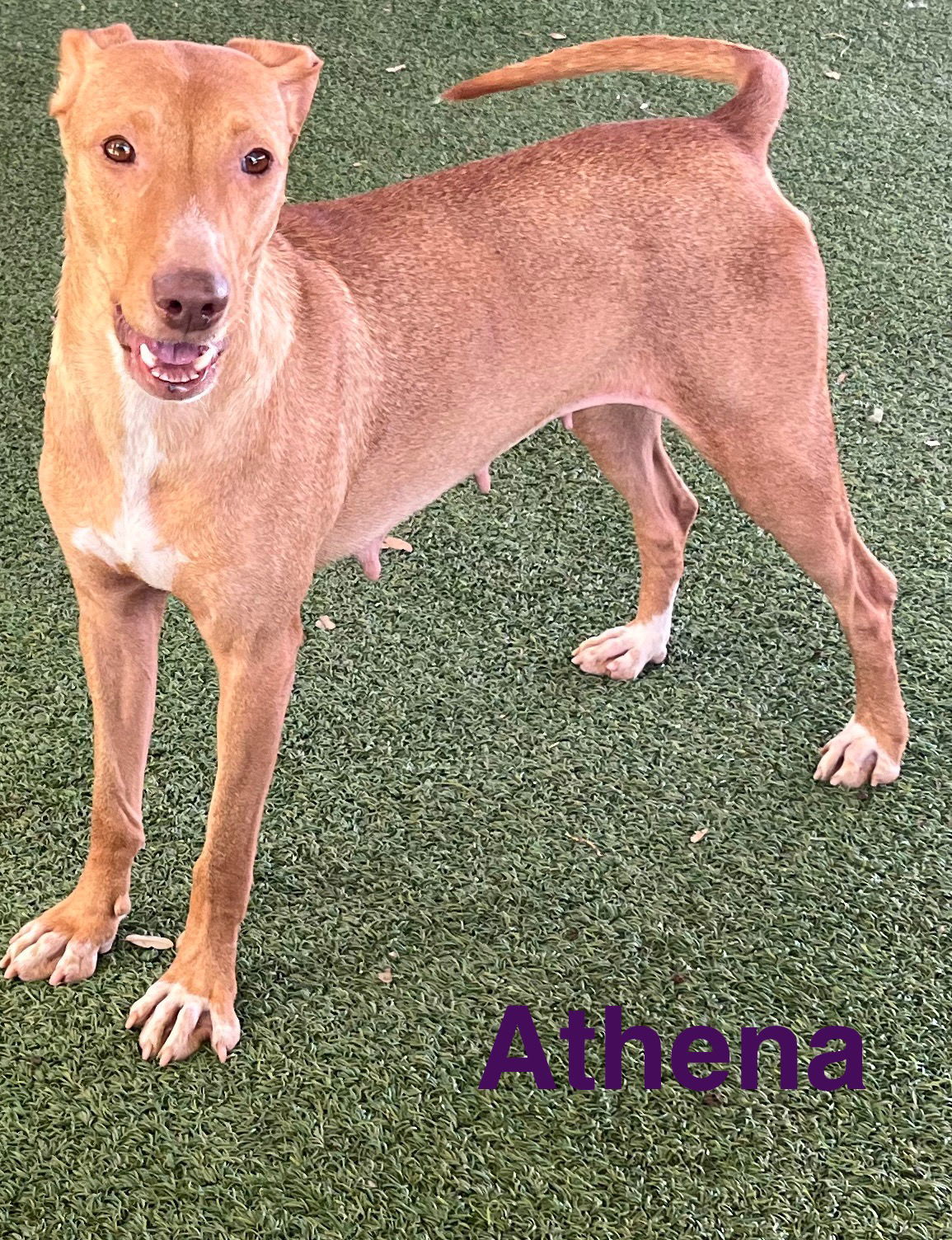 Athena, an adoptable Vizsla, Retriever in Pipe Creek, TX, 78063 | Photo Image 2