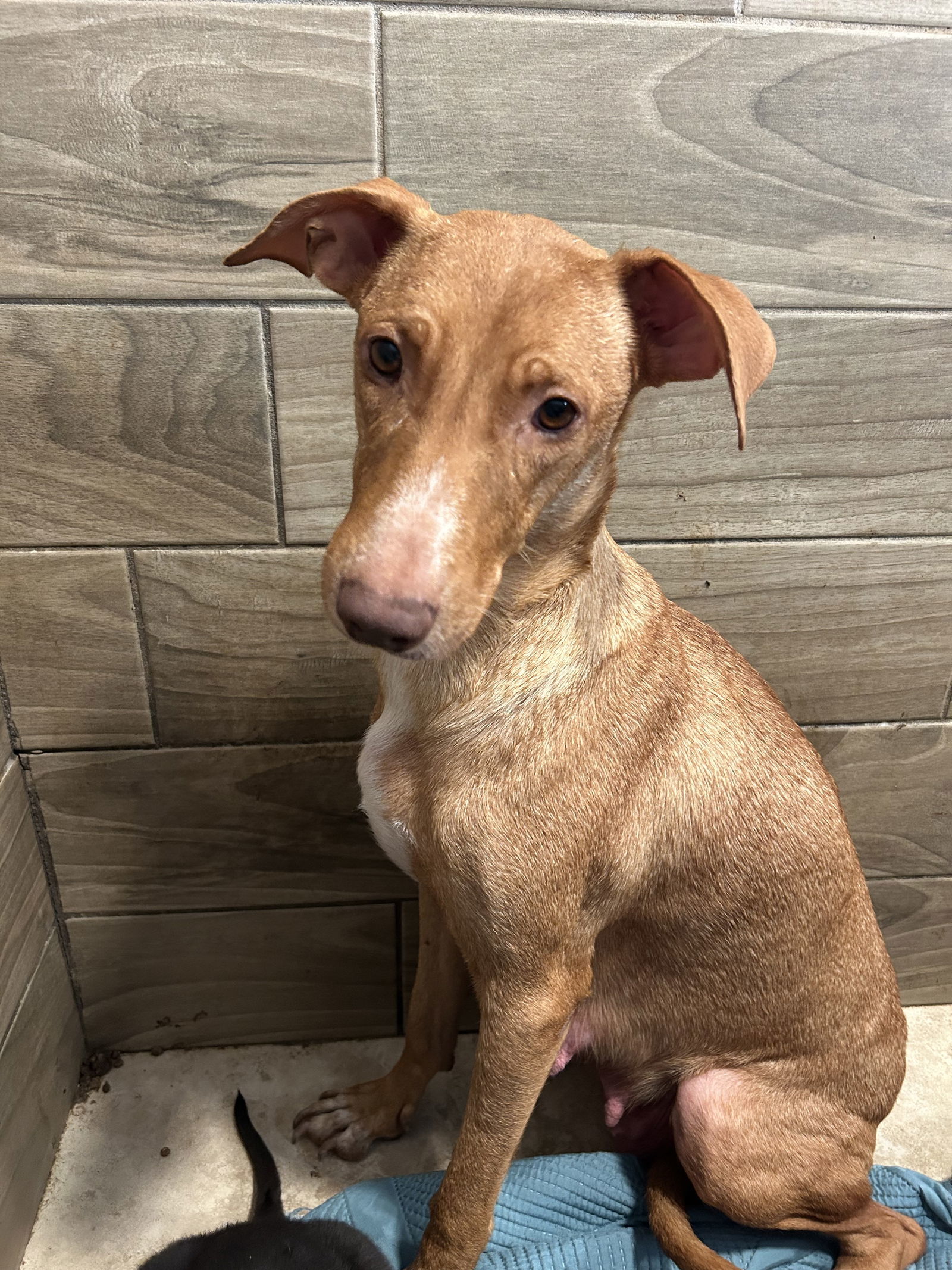 Athena, an adoptable Vizsla, Retriever in Pipe Creek, TX, 78063 | Photo Image 3