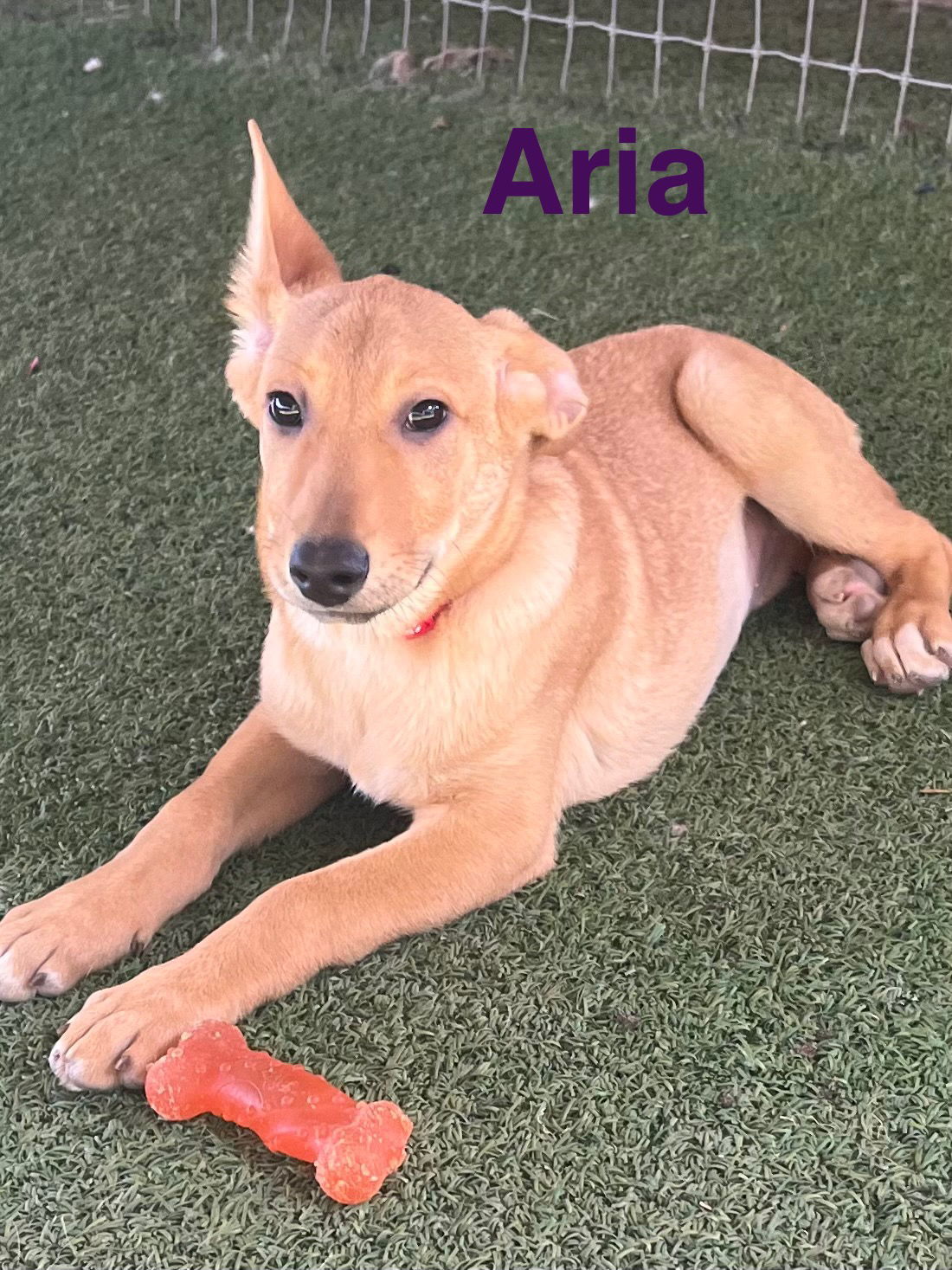 Aria, an adoptable German Shepherd Dog, Vizsla in Pipe Creek, TX, 78063 | Photo Image 1