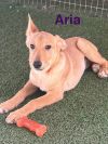 Aria photo 2