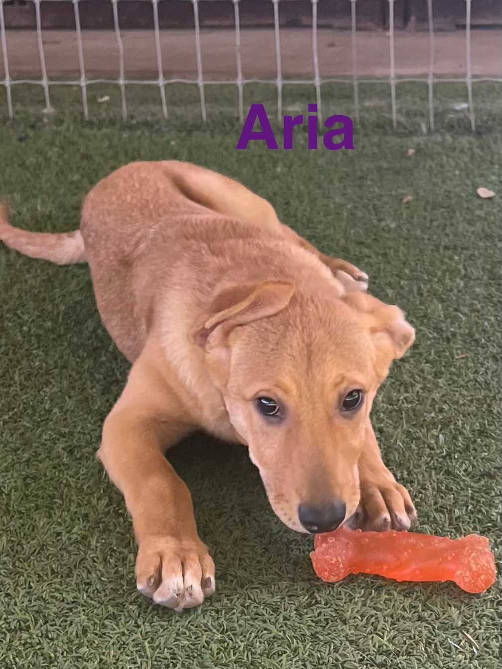 Aria, an adoptable German Shepherd Dog, Vizsla in Pipe Creek, TX, 78063 | Photo Image 2