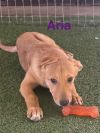 Aria photo 3