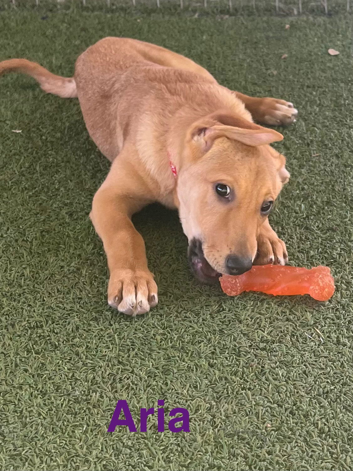Aria, an adoptable German Shepherd Dog, Vizsla in Pipe Creek, TX, 78063 | Photo Image 3