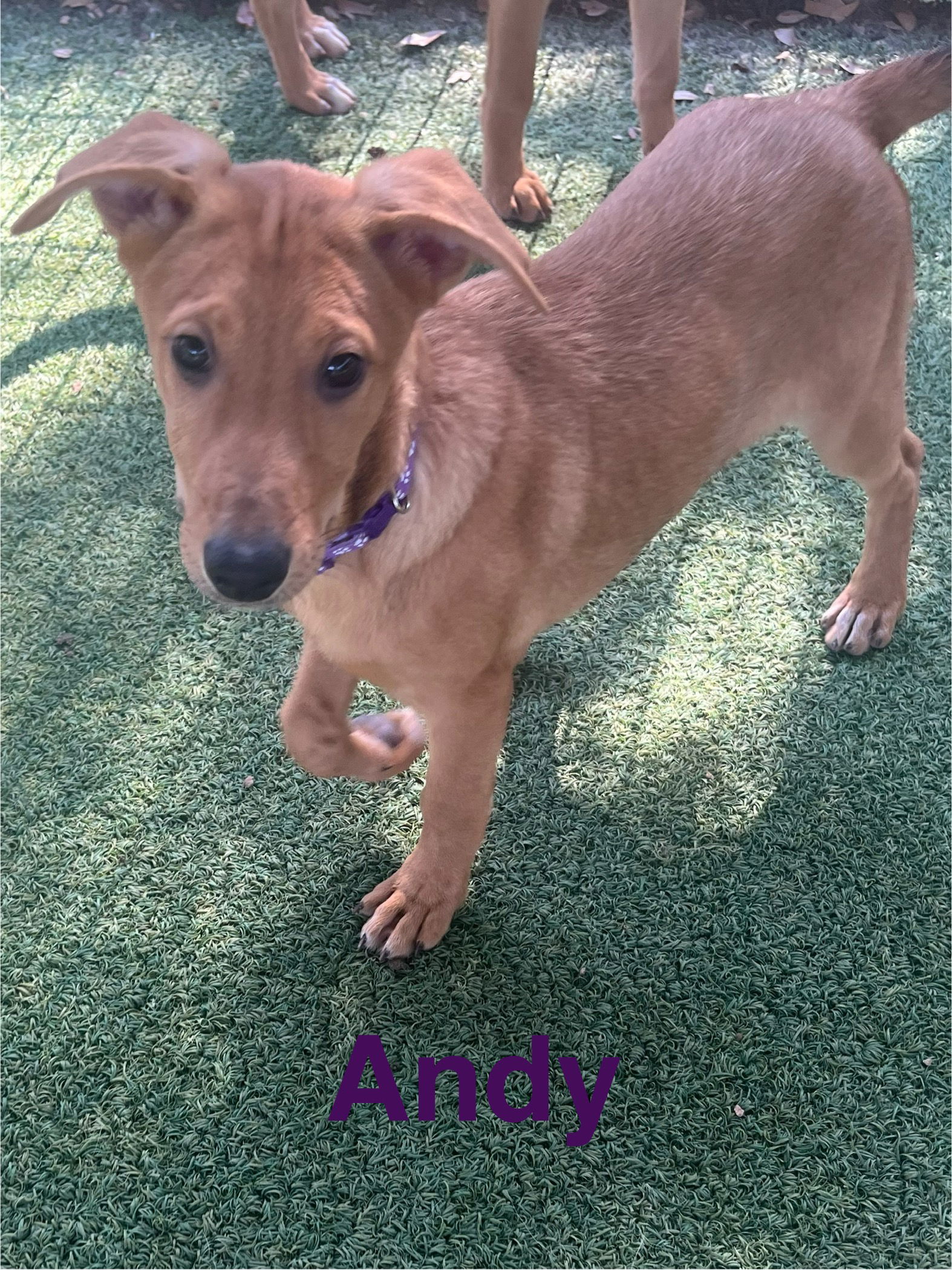 Andy, an adoptable German Shepherd Dog, Vizsla in Pipe Creek, TX, 78063 | Photo Image 1